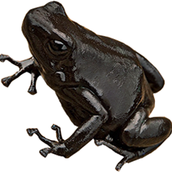 Melanistic Green/Black